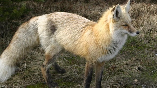 A red and grey fox. 