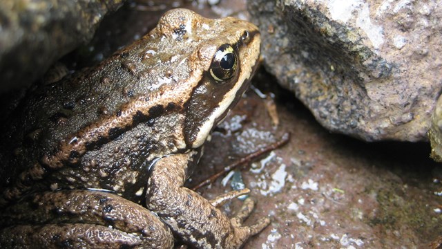 A brown frog with yellow markings sitting under a rock. 