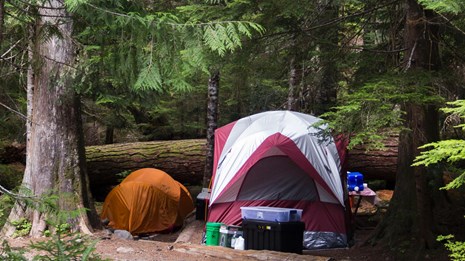 A tent set up in a campsite, surrounded by tall trees.