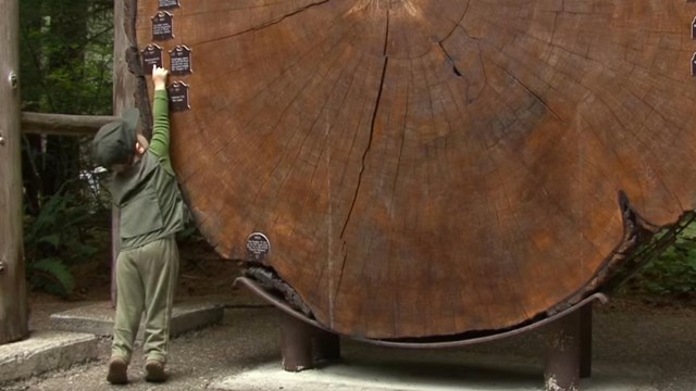 A boy wearing a green ranger vest points at dates on a tree ring. 