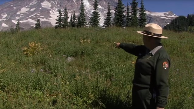 A ranger points at a wildflower meadow and Mount Rainier.