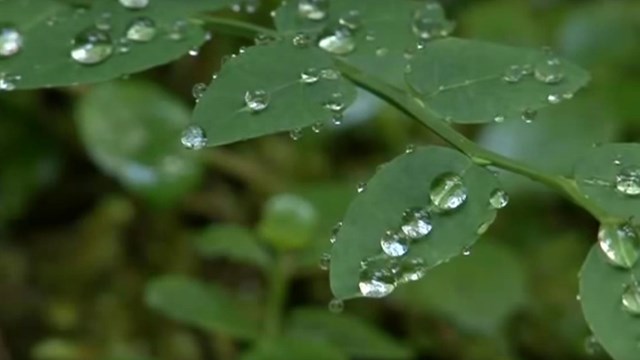 Dew drops on leaves. 