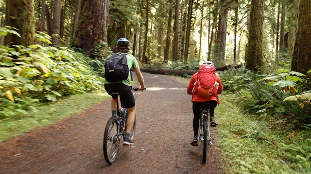 Two bicyclists wearing packs ride down a dirt road through dense forest. 