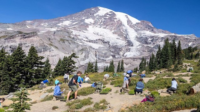 A group of people plant new plants into a patchy meadow on the slope of a glaciated mountain. 