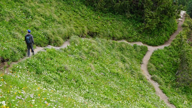 A hiker walks a narrow dirt trail switchbacks up a steep meadow slope filled with wildflowers. 