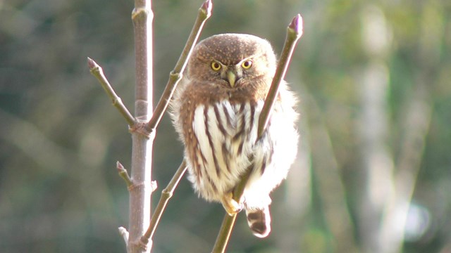 A small owl with brown feathers and white belly perches on an alder branch.