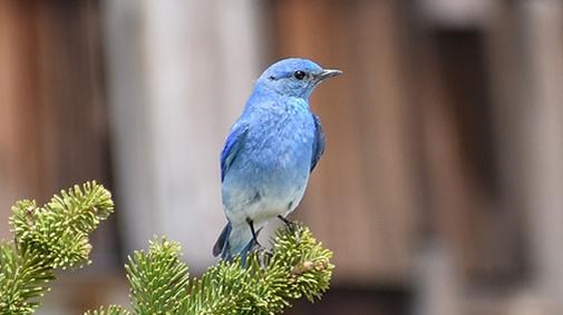 A bright blue bird perches on a fir tree in front of a cedar-shake sided building.