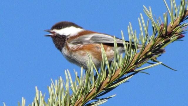 A small bird with a black cap and brown sides perched on a conifer branch. 