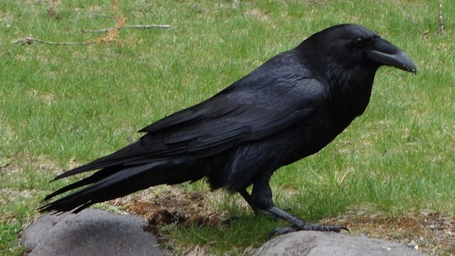A large black bird on a lawn.
