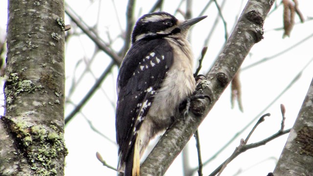 A black and white woodpecker on a tree branch.