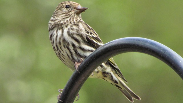 A brown and white speckled bird on a metal post. 