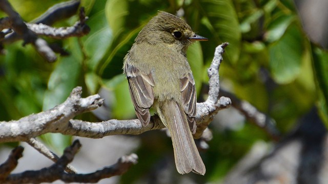 A small green-grey bird in a tree. 