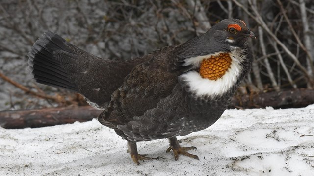 A chicken-sized bird with a bright red throat patch standing on snow.