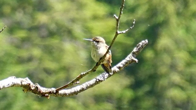 A tiny bird with a needle-like bill perched on a branch.