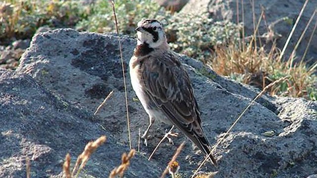 A brown bird with black markings on its head stands on a rock.