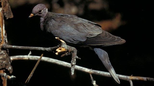 A large grey bird on a branch. 
