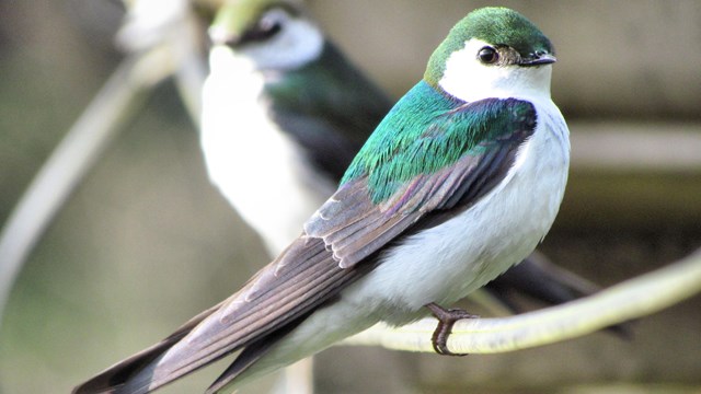A bird with bright blue-green back feathers and white belly. 