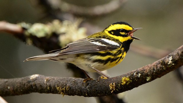 A bright yellow and black bird on a branch.