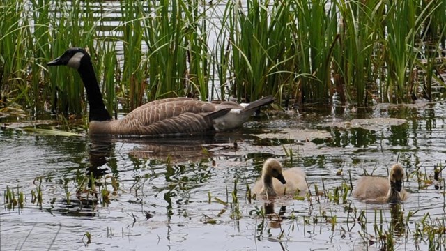 Geese and goslings swim in a small pond. 