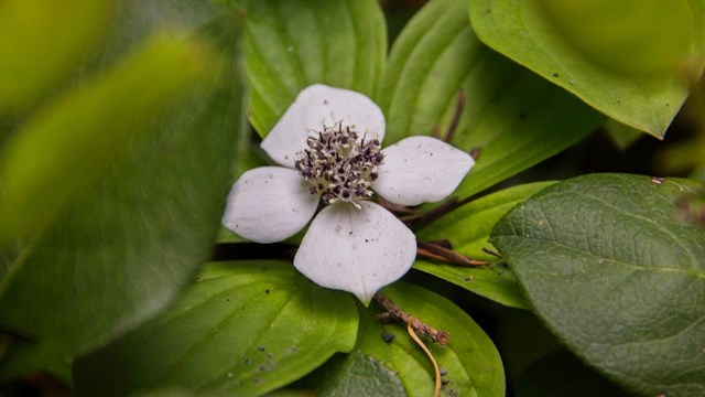 Four petaled Bunchberry flower amongst green leaves.