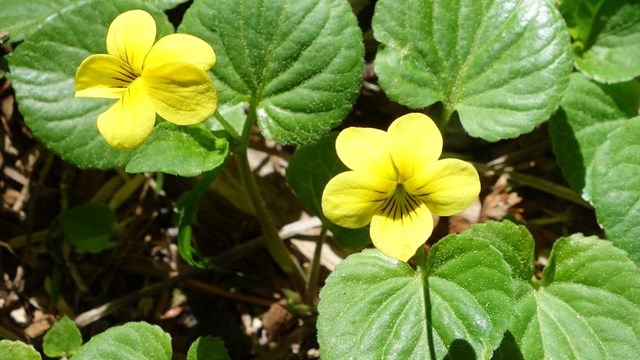 Two yellow violets surrounded by heart-shaped leaves.