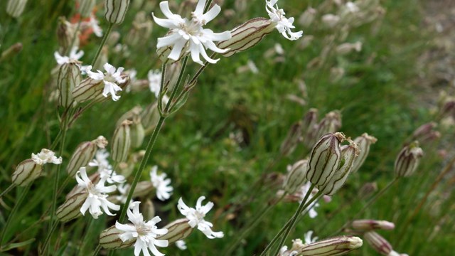 Several Parry's Catchfly wildflowers with lobed, white petals. 