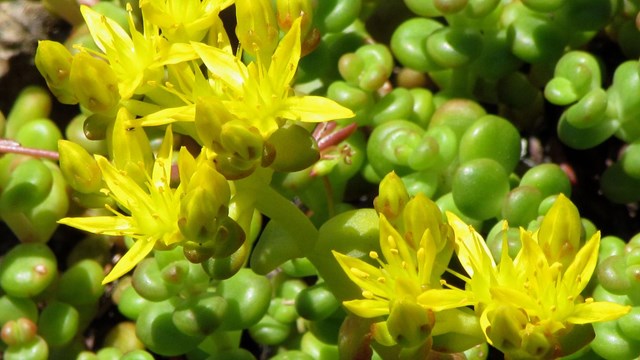Sprays of yellow Cascade Stonecrop flowers blooming from bulbous leaves.