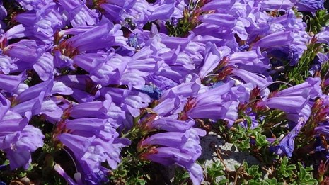 A mat of dense bright blue Menzie's Penstemon flowers.