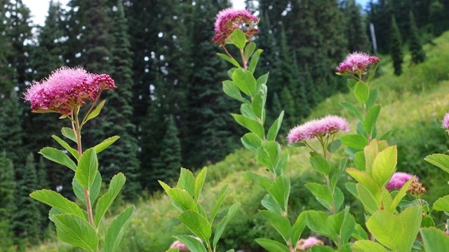 Pink Rosy Spirea flowers top tall leavy stems. 