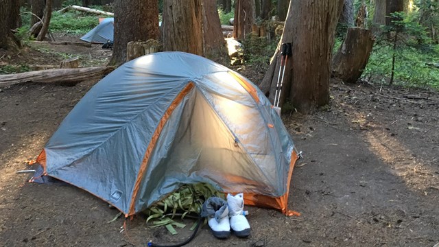 Sunlight illuminates a tent set up at the base of three trees. 