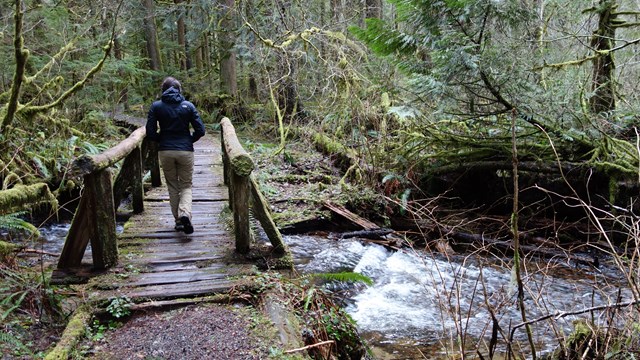 A person crosses a bridge surrounded by dense vegetation.