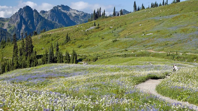 A path leads through a meadow filled with wildflowers 