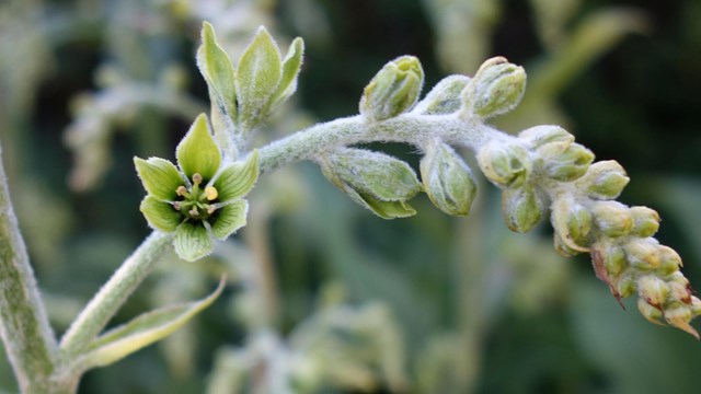 Five-petaled green flowers along a green stalk. 