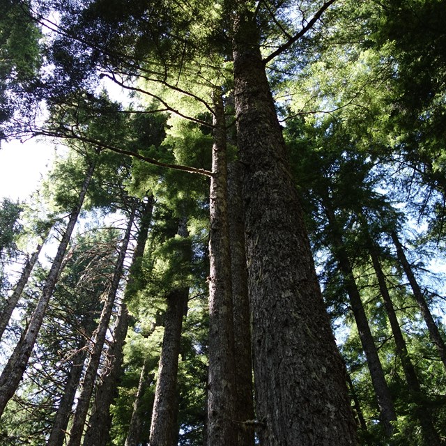 Sunlight glints through a forest of tall conifer trees. 