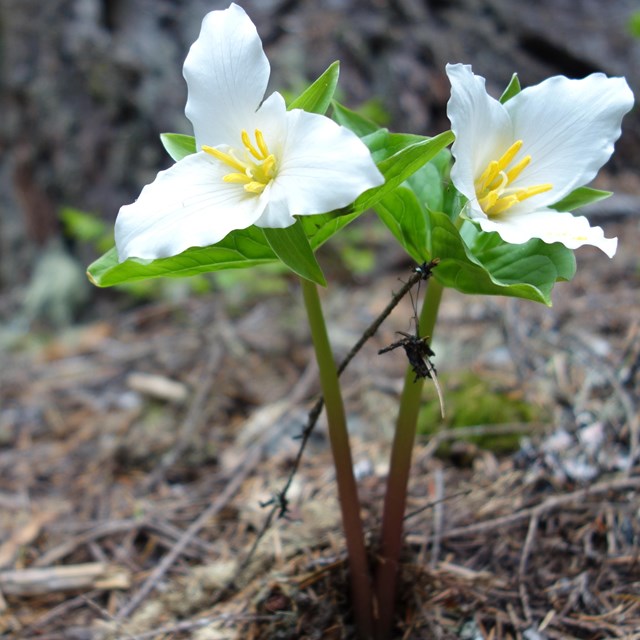 Two white petaled flowers blooming against a brown treen trunk. 