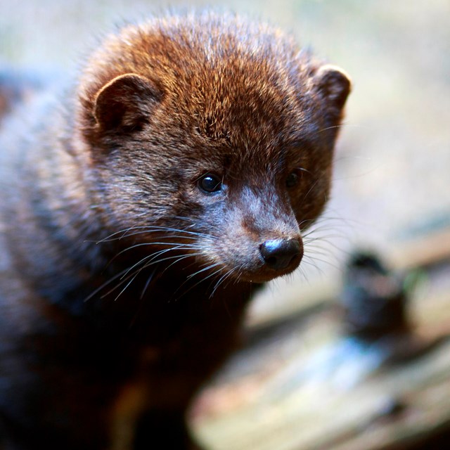 Brown-furred fisher poses on a log