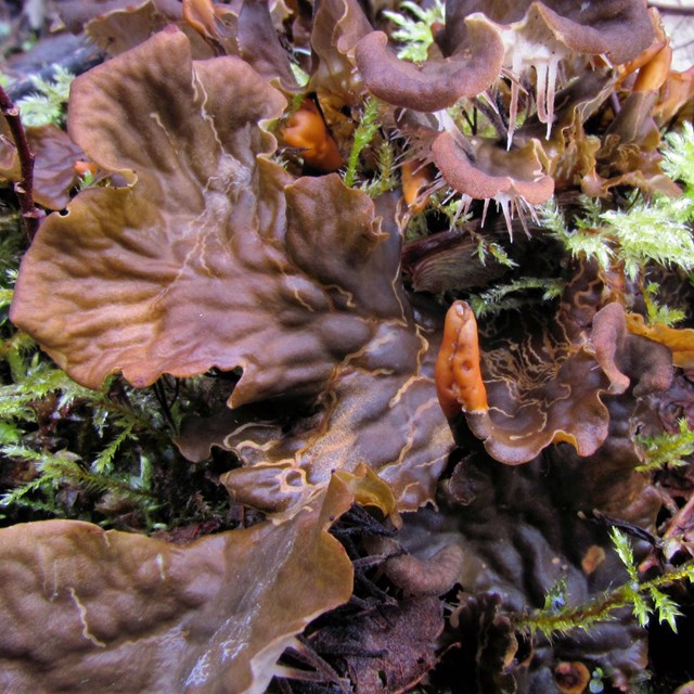 Leaf-like reddish lichen curl up from a mossy forest floor. 