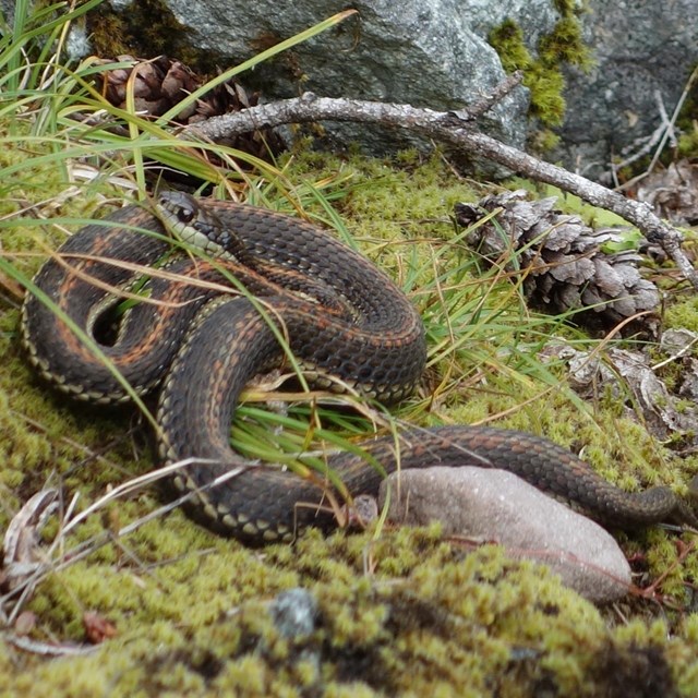 A small brown snake with orange stripes curled up on a mossy and rocky slope. 