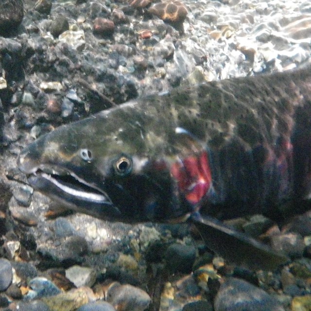 An underwater view of a large fish with a red stripe down its side. 