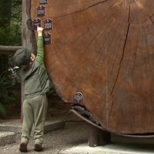 A boy wearing a green ranger vest points at dates on a tree ring. 