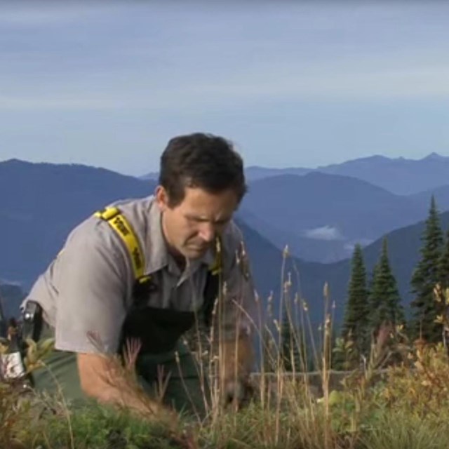 A ranger kneels in a meadow. 