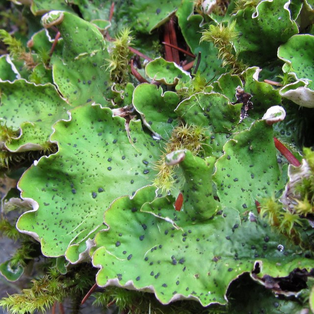 A leafy bright green lichen.