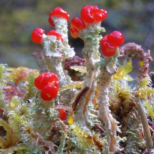 Pale green stalks tipped in bright red. 