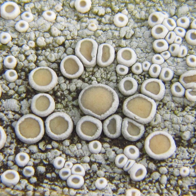 A surface covered in white lichen with tan spots. 