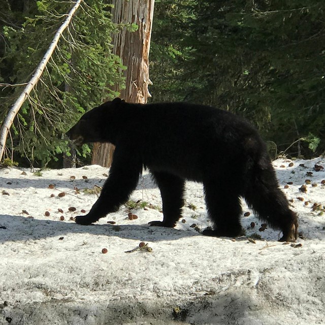 A black bear walks along a snow bank. 