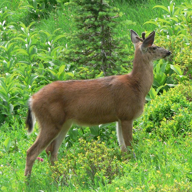 A deer stands in a lush green meadow. 