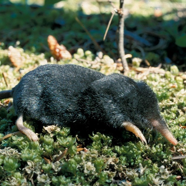 Mammals - Mount Rainier National Park (. National Park Service)