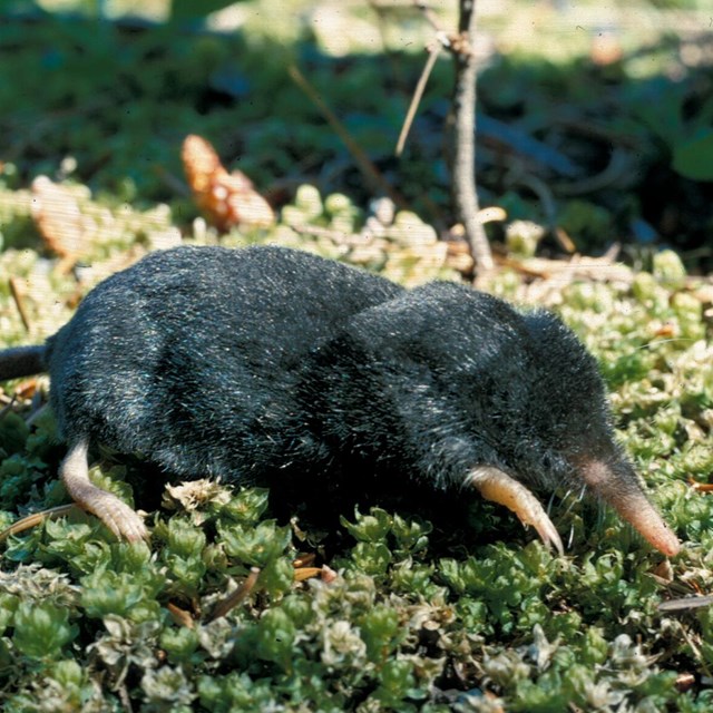 A black-haired mole-like animal with a long nose and tail on moss
