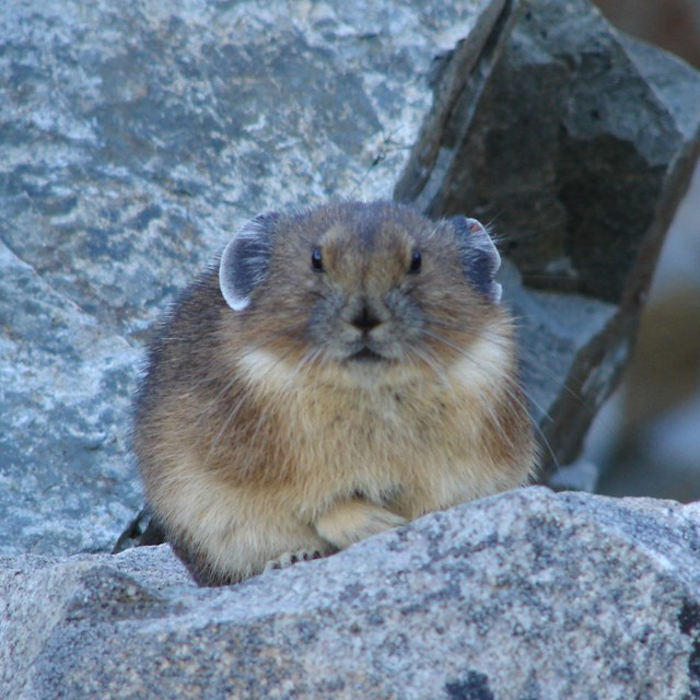 A small round animal with round ears sits on a rock. 