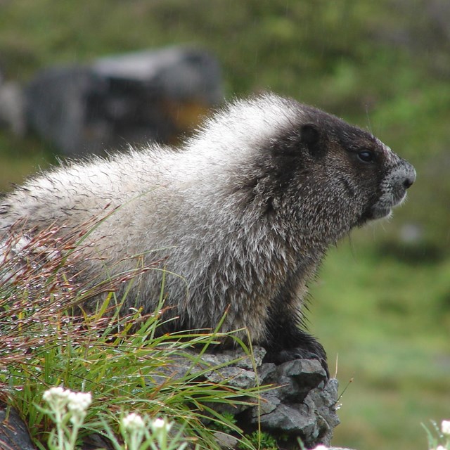 A large rodent with a mantle of grey-white fur sits on a rock. 